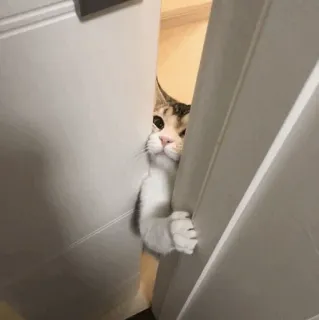 🐈 고양이, 문, 빼꼼, 귀여운, 동물, 새끼 고양이 telegram sticker