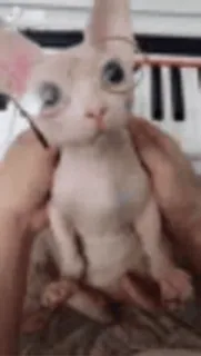 🐈 gatto, sphynx, animale, animale domestico, carino telegram sticker
