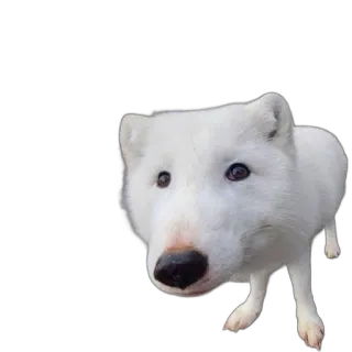 🎩 dog, white, animal, pet, mammal, cute, portrait telegram sticker