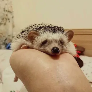 🦔 riccio, animale domestico, animale, carino, piccolo, mammifero whatsapp sticker