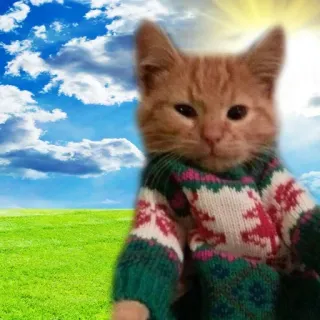 😟 kot, zwierzę, sweter, słodki, chmury, niebo, trawa, natura telegram sticker