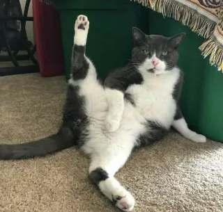 🎥 cat, grey and white cat, funny, animal, pose, pet, domestic animal telegram sticker