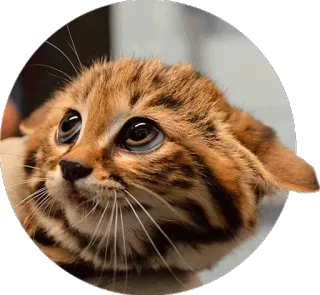 😞 gato, assustado, amedrontado, animal, gatinho, fofo whatsapp sticker