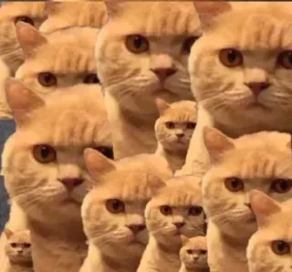 😭 кот, коты, узор, рыжий кот, животное, домашнее животное telegram sticker