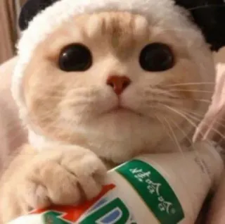 😺 哈哈哈哈 gato, leite, animal, fofo, panda whatsapp sticker