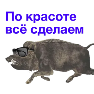 🏅 По красоте всё сделаем jabalí, gafas de sol, animal, texto, ruso telegram sticker