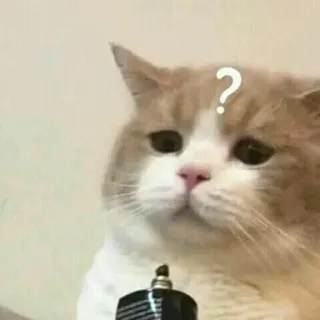 🤔 猫, はてなマーク, 困惑, ミーム, 面白い telegram sticker