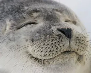 😮 foca, animale, carino, mammifero, sorridente, felice telegram sticker