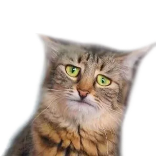 😦 cat, cute, animal, pet, meme, funny telegram sticker