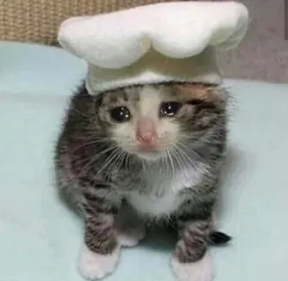 Sad Cats ༒︎ @quby_sticker ༒︎`s kang pack whatsapp stickers