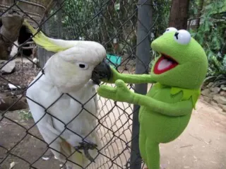 🦅 Kermit Muppet, Pappagallo, Animale, Amico, Zoo, Burattino telegram sticker