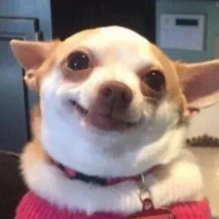 🙂 chihuahua, hond, huisdier, dier, schattig, kleine hond, grappig, meme telegram sticker