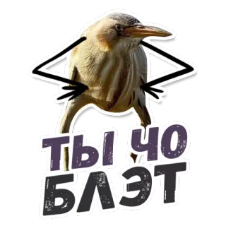 😡 Ты чо Блэт bird, funny, offensive, meme, russian, slang whatsapp sticker