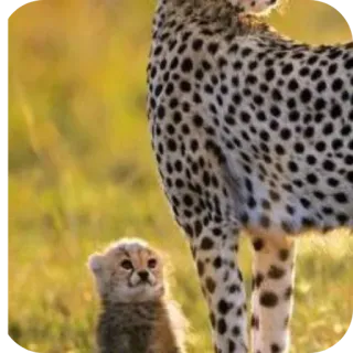 🦁 เสือชีตาห์, ลูก, สัตว์, สัตว์ป่า, ธรรมชาติ, ซาฟารี telegram sticker