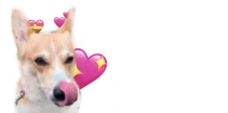 😍 corgi, dog, hearts, cute, licking telegram sticker
