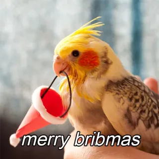 🎄 merry bribmas oiseau, perroquet, noël, joyeux, bribmas, fête, mignon telegram sticker