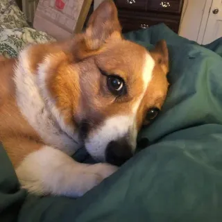 😕 anjing, corgi, hewan, peliharaan, tempat tidur, imut telegram sticker