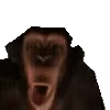 🐵