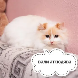 😤 вали отсюдява gatto, divertente, carino, animale whatsapp sticker