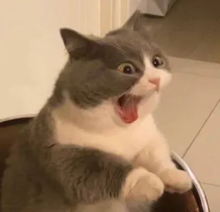 😱 cat, kitten, surprised, animal, cute, shocked, funny telegram sticker
