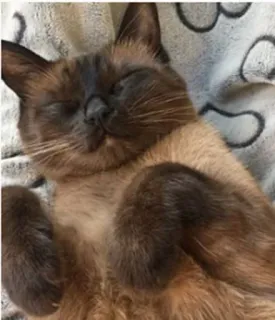 😴 кот, спит, сиамский, животное, домашняя кошка, домашний питомец telegram sticker