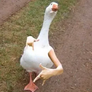 @emodji_all 🦆 Утка или нет🪿 @emodji_all whatsapp stickers
