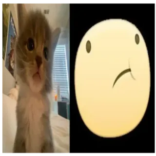 😕 小猫, 猫, 表情符号, 难过, 可爱, 宠物, 动物 telegram sticker