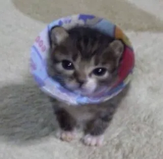 🥺 anak kucing, kucing, hewan, peliharaan, imut, kerucut telegram sticker