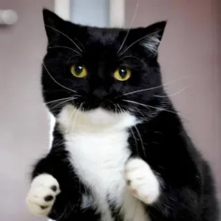 💪 cat, black and white, animal, domestic, pet, feline whatsapp sticker