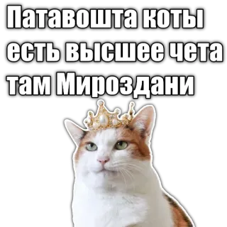 👑 Патавошта коты
есть высшее чета
там Мироздани cat, crown, meme, russian, text telegram sticker
