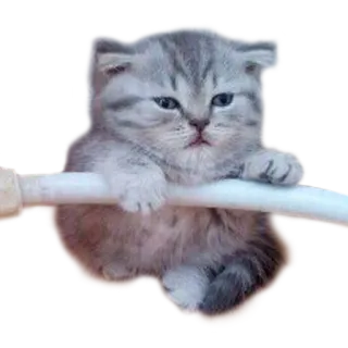 😒 anak kucing, kucing, lucu, hewan, peliharaan telegram sticker