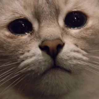😿 gato, animal, animal de estimação, fofo, felino, gatinho, doméstico whatsapp sticker