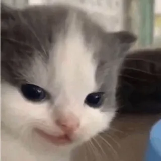 🕯 cat, kitten, animal, cute, pet whatsapp sticker
