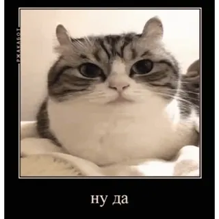 🤿 ну да mèo, meme, hài hước, động vật, thú cưng telegram sticker