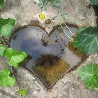 🤎 heart, nature, water, ivy, stone, flower, garden telegram sticker