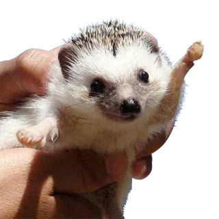 ✨ erizo, animal, lindo, mamífero, mascota telegram sticker