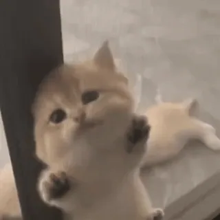 🤩 gato, gatinho, fofo, animal, animal de estimação, adorável telegram sticker