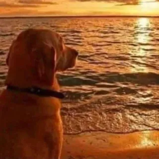 🐶 Hund, Strand, Sonnenuntergang, Wasser, Horizont whatsapp sticker