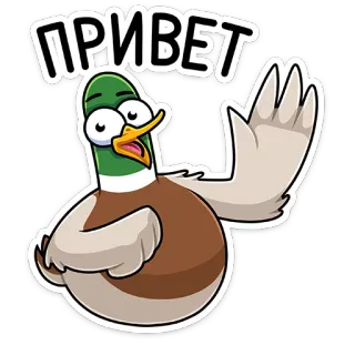 👋 ПРИВЕТ pato, saudação, pássaro, desenho animado, olá telegram sticker