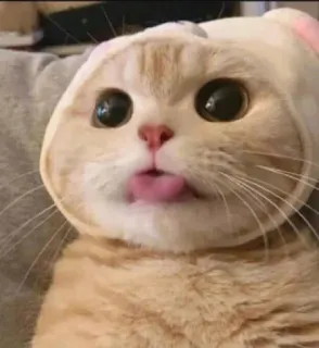 😺 gato, fofo, animal, engraçado, língua whatsapp sticker