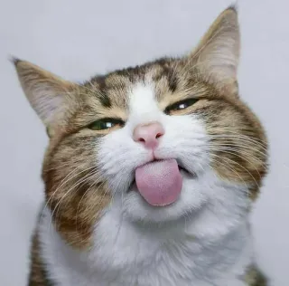 😜 gatto, lingua, animale, animale domestico, divertente, carino, animale da compagnia, sfacciato telegram sticker
