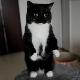 🧍 cat, tuxedo cat, animal, cute, pet, standing whatsapp sticker