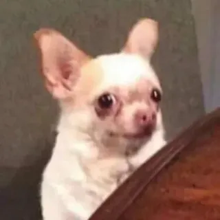 👀 anjing, chihuahua, hewan, meme, lucu, peliharaan telegram sticker
