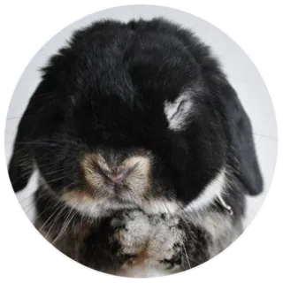 😓 bunny, rabbit, animal, pet, black, cute telegram sticker