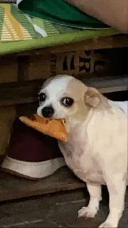 🍫 chien, chihuahua, pizza, mignon, animal de compagnie, animal, nourriture, petit chien whatsapp sticker