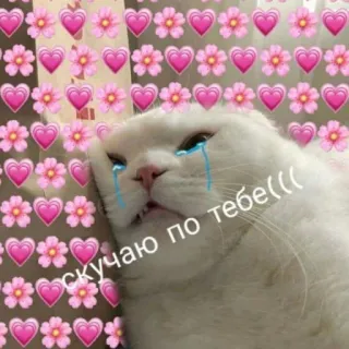 😭 скучаю по тебе((( แมว, ร้องไห้, หัวใจ, ดอกไม้, เศร้า whatsapp sticker