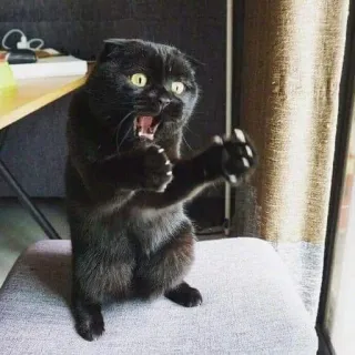 🎃 gato, gato preto, engraçado, animal, gatinho, bravo, lutando whatsapp sticker