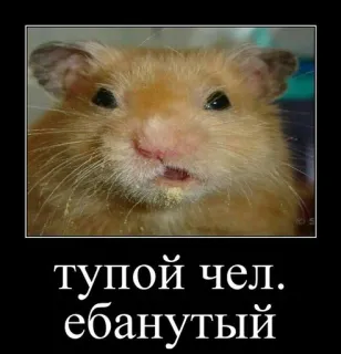 🐹 тупой чел. ебанутый hamster, offensant, insulte, russe, mème, animal whatsapp sticker