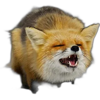 🕳 fox, animal, wildlife, cute, portrait, face telegram sticker