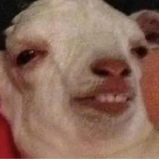 😏 chèvre, animal, mème, drôle telegram sticker